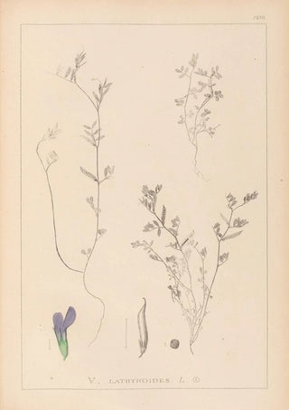 Herbier de la flore française Pl0450 - Louis Antoine Cusin — artwork view