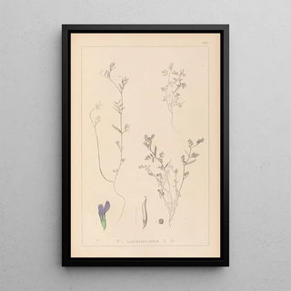 Herbier de la flore française Pl0450 - Louis Antoine Cusin — framed artwork on a wall