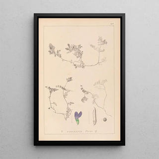 Herbier de la flore française Pl0451 - Louis Antoine Cusin — framed artwork on a wall