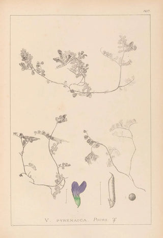 Herbier de la flore française Pl0451 - Louis Antoine Cusin — artwork view