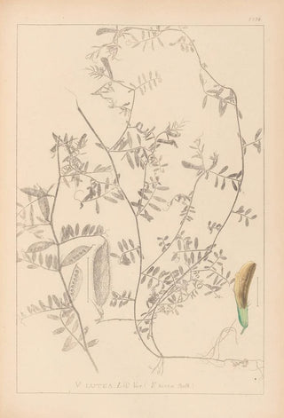 Herbier de la flore française Pl0455 - Louis Antoine Cusin — artwork view