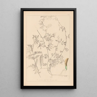Herbier de la flore française Pl0455 - Louis Antoine Cusin — framed artwork on a wall