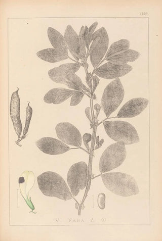 French flora herbarium painting Pl0457 - Louis Antoine Cusin — artwork view