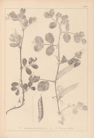Herbier de la flore française Pl0459 - Louis Antoine Cusin — artwork view