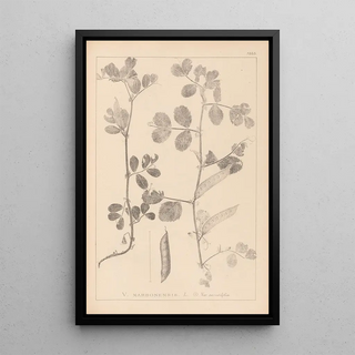 Herbier de la flore française Pl0459 - Louis Antoine Cusin — framed artwork on a wall