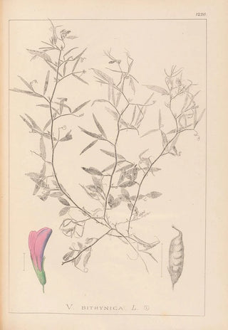 Herbier de la flore française Pl0460 - Louis Antoine Cusin — artwork view