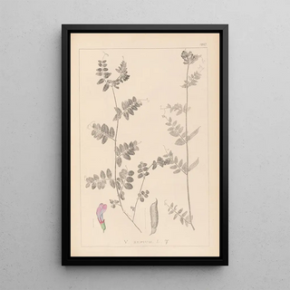 Herbier de la flore française Pl0461 - Louis Antoine Cusin — framed artwork on a wall