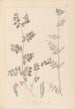 Herbier de la flore française Pl0461 - Louis Antoine Cusin — artwork view