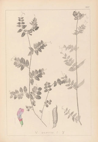 Herbier de la flore française Pl0461 - Louis Antoine Cusin — artwork view