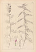 Herbier de la flore française Pl0462 - Louis Antoine Cusin — artwork view
