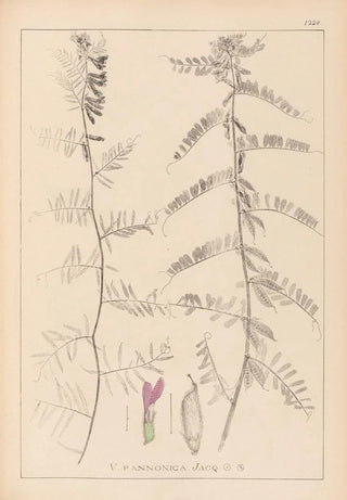 Herbier de la flore française Pl0462 - Louis Antoine Cusin — artwork view