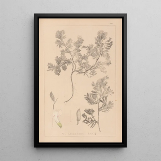 Herbier de la flore française Pl0463 - Louis Antoine Cusin — framed artwork on a wall