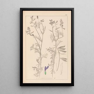 Herbier de la flore française Pl0464 - Louis Antoine Cusin — framed artwork on a wall