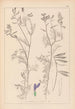Herbier de la flore française Pl0464 - Louis Antoine Cusin — artwork view