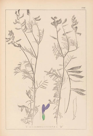 Herbier de la flore française Pl0464 - Louis Antoine Cusin — artwork view