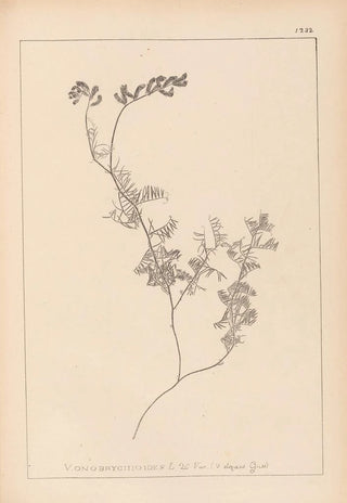 Herbier de la flore française Pl0465 - Louis Antoine Cusin — artwork view