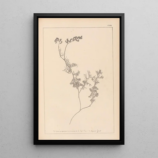Herbier de la flore française Pl0465 - Louis Antoine Cusin — framed artwork on a wall