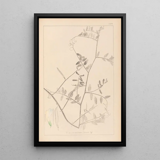 Herbier de la flore française Pl0466 - Louis Antoine Cusin — framed artwork on a wall