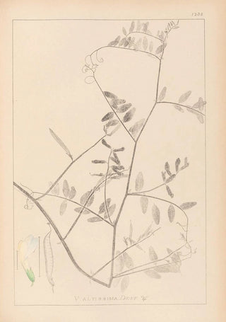 Herbier de la flore française Pl0466 - Louis Antoine Cusin — artwork view