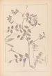 Herbier de la flore française Pl0467 - Louis Antoine Cusin — artwork view