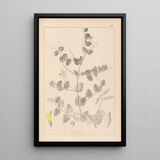 Herbier de la flore française Pl0468 - Louis Antoine Cusin — framed artwork on a wall