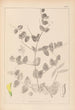 Herbier de la flore française Pl0468 - Louis Antoine Cusin — artwork view