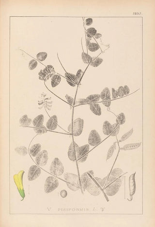 Herbier de la flore française Pl0468 - Louis Antoine Cusin — artwork view