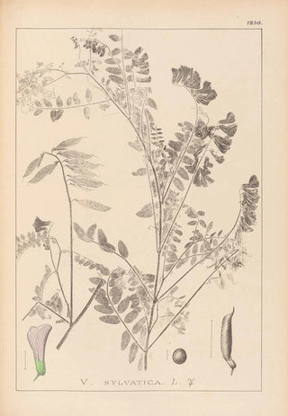 Herbier de la flore française Pl0469 - Louis Antoine Cusin — artwork view
