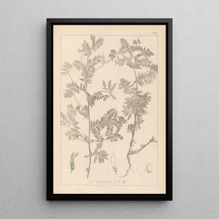Herbier de la flore française Pl0470 - Louis Antoine Cusin — framed artwork on a wall