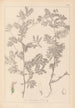 Herbier de la flore française Pl0470 - Louis Antoine Cusin — artwork view