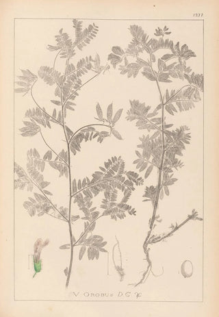 Herbier de la flore française Pl0470 - Louis Antoine Cusin — artwork view