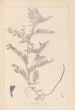 Herbier de la flore française Pl0471 - Louis Antoine Cusin — artwork view