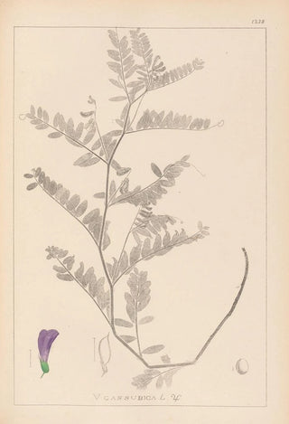 Herbier de la flore française Pl0471 - Louis Antoine Cusin — artwork view