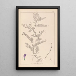 Herbier de la flore française Pl0471 - Louis Antoine Cusin — framed artwork on a wall