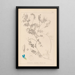 Herbier de la flore française Pl0472 - Louis Antoine Cusin — framed artwork on a wall