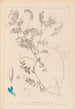 Herbier de la flore française Pl0472 - Louis Antoine Cusin — artwork view
