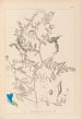 Herbier de la flore française Pl0473 - Louis Antoine Cusin — artwork view