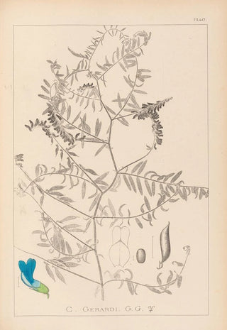 Herbier de la flore française Pl0473 - Louis Antoine Cusin — artwork view