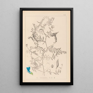 Herbier de la flore française Pl0473 - Louis Antoine Cusin — framed artwork on a wall