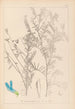 Herbier de la flore française Pl0474 - Louis Antoine Cusin — artwork view
