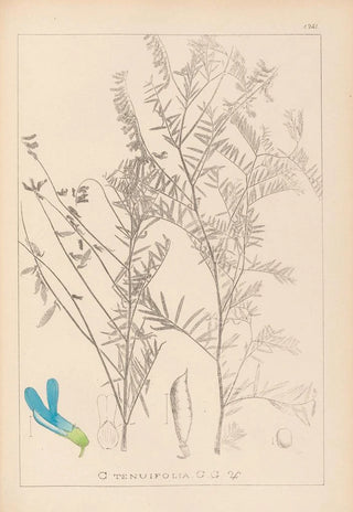 Herbier de la flore française Pl0474 - Louis Antoine Cusin — artwork view