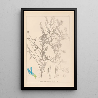 Herbier de la flore française Pl0474 - Louis Antoine Cusin — framed artwork on a wall