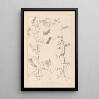 Herbier de la flore française Pl0475 - Louis Antoine Cusin — framed artwork on a wall
