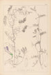 Herbier de la flore française Pl0475 - Louis Antoine Cusin — artwork view