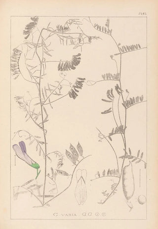 Herbier de la flore française Pl0475 - Louis Antoine Cusin — artwork view