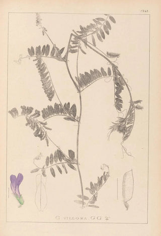 Herbier de la flore française Pl0476 - Louis Antoine Cusin — artwork view