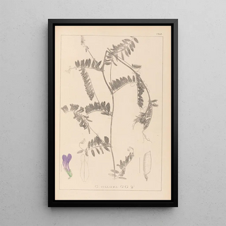 Herbier de la flore française Pl0476 - Louis Antoine Cusin — framed artwork on a wall
