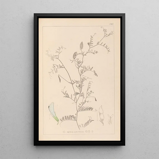 Herbier de la flore française Pl0479 - Louis Antoine Cusin — framed artwork on a wall