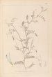 Herbier de la flore française Pl0479 - Louis Antoine Cusin — artwork view