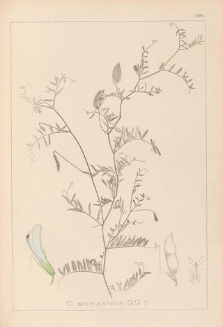 Herbier de la flore française Pl0479 - Louis Antoine Cusin — artwork view